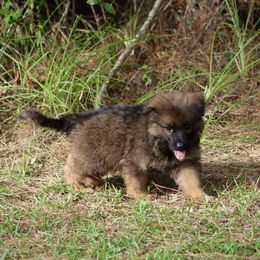 Blue - Sable male German Shepherd puppy in Oswego, New York from Vom Wolfgang Roma Kennels