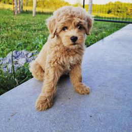 Schnoodle Puppies from RR Schnoodles