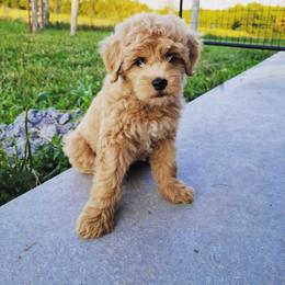 Schnoodle Puppies from RR Schnoodles