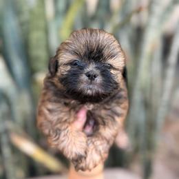 Dory - Chocolate female Shih Tzu puppy in Azusa, California from RJ Shih Tzu lover