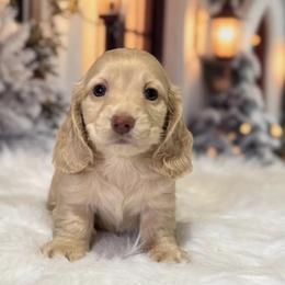 Angel - Cream female Dachshund puppy in Mountainburg, Arkansas from Charisma Dachshunds