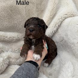 Scout - Chocolate merle male Bernedoodle puppy in Fallon, Nevada from Wild Roots Doodles