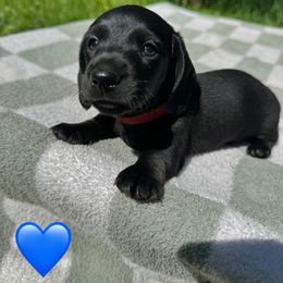 Dachshund Puppies from Rock Bottom Farms