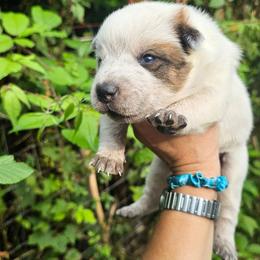 Red female 3 - Red speckled female Australian Cattle Dog puppy in Dalton, Pennsylvania from Whiteduck Mountain Kennel AKC Australian Cattle Dogs and Windy Hill Acres Kennel LLC AKC Fox Red Labrador Retrievers