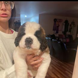 Girl 2 - White and brown female Saint Bernard puppy in Clearfield County, Pennsylvania from Keystone Saints