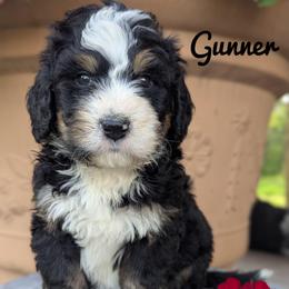 Gunner - Tri-color male Bernedoodle puppy in Lancaster, Minnesota from Richardville Hunde