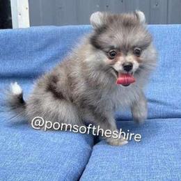 Melian - Blue merle female Pomeranian puppy in Boca Raton, Florida from Poms of The Shire