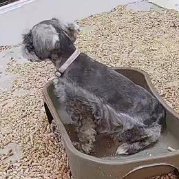Adriana - Salt and pepper female Miniature Schnauzer puppy in San Bernardino, California from Rose Lane Schnauzers