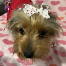 Minnie - Yorkshire Terrier