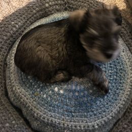 Miniature Schnauzer and Poodle Puppies from Bits & Bytes Farm