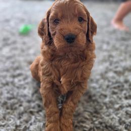 Henry - Red  male Goldendoodle puppy in Missouri from Husky Hill Kennel