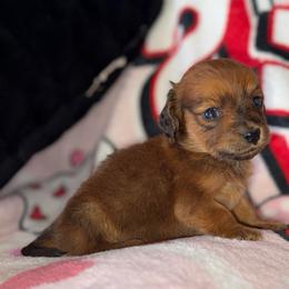 Stephanie - Red female Dachshund puppy in Midland, Texas from The Barefield Doxies