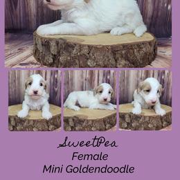 SweetPea - Parti female Goldendoodle puppy in Grabill, Indiana from Rose's Doodles