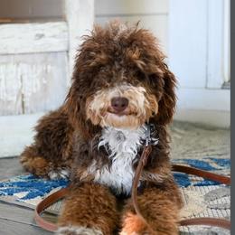 Hank - Bernedoodle
