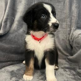 Maizy Mae Girl-6 - Black tri-color female Australian Shepherd puppy in Mena, Arkansas from Fat-Bottom Farms