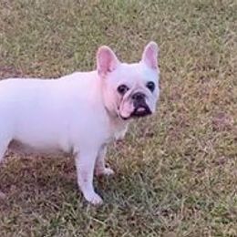 Bulldog, French Bulldog, and German Shepherd All Grown Up from Love That Bulldog Hicks Family Division