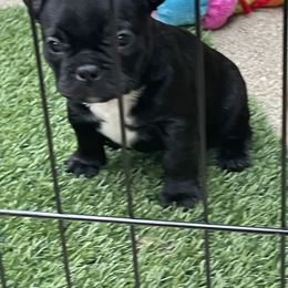 French Bulldog Puppies from Timeless French Bulldogs
