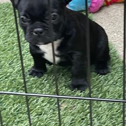 French Bulldog Puppies from Timeless French Bulldogs