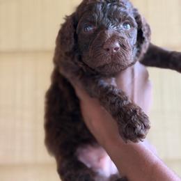 Baela - Brown female Poodle puppy in Atlanta, Georgia from Syren House Doodles & Poodles