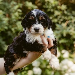 Reese - Tri-color female Bernedoodle puppy in Denver, Pennsylvania from Greenview Puppies