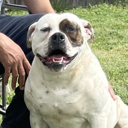 Remy - American Bulldog