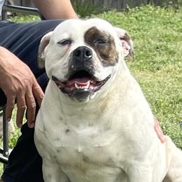 Remy - American Bulldog