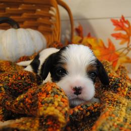 Betsy - Tri-color female Cavalier King Charles Spaniel puppy in Mountain Grove, Missouri from Dogwood & Sassafras Companions