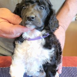 Poodle Puppies from Chapel Hill Poodles