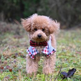 Mishka 🐻 - Maltipoo puppy from My Sweet Poodles and Doodles
