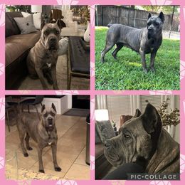 Cane Corso from Gladiator Acres