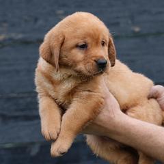 Lemon Meringue - Yellow female Labrador Retriever puppy in Morriston, Florida from Penny Lane Labradors