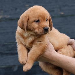 Lemon Meringue - Yellow female Labrador Retriever puppy in Morriston, Florida from Penny Lane Labradors