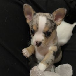 Boy 2 - Blue merle Chihuahua puppy in Canton, Texas from Heavenly Chihuahua