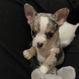 Boy 2 - Blue merle Chihuahua puppy in Canton, Texas from Heavenly Chihuahua