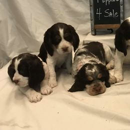 English Springer Spaniel Puppies from River’s Edge ~ English Springer Spaniels