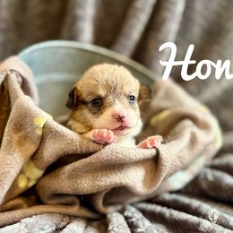 Honor - Sable female Pembroke Welsh Corgi puppy in Berne, New York from At Ease Acres