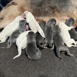 German Shepherd Puppies from Cable’s German Shepherds