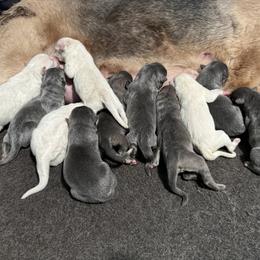 German Shepherd Puppies from Cable’s German Shepherds