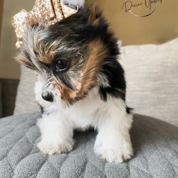 Yorkshire Terrier Puppies from Devine Yorkies