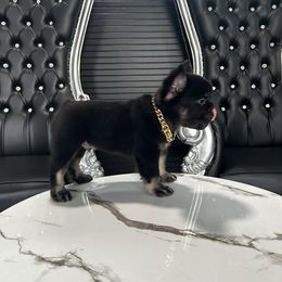 French Bulldog Puppies from Velvet Fluffy Pups