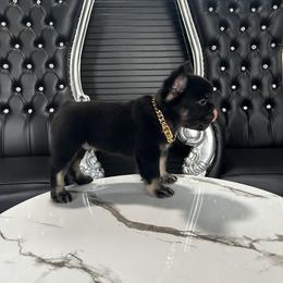 French Bulldog Puppies from Velvet Fluffy Pups