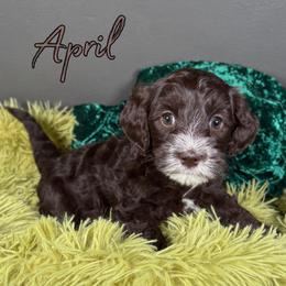 April - Chocolate female Australian Labradoodle puppy in Decatur, Alabama from Southern Meadows Doodles