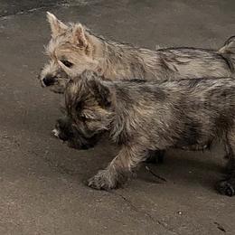 Cairn Terriers from Joan Gardner's Cairn Terriers