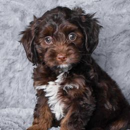 Russell - Brown white and tan male Cockapoo puppy in Ellensburg, Washington from Dawn to Dusk Cockapoos