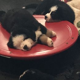 Bernese Mountain Dog Puppies from TOLLHAUS