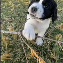 English Springer Spaniel Puppies from Hometown Springers
