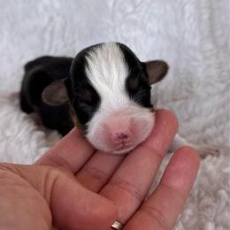 Boy 4 - Black and tan male Pembroke Welsh Corgi puppy in Beggs, Oklahoma from Blue Diamond Corgi’s