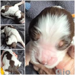 Gio-Liver tri - Liver white and tan male English Springer Spaniel puppy in Waynesburg, Ohio from Rebels Ridgeview Acres