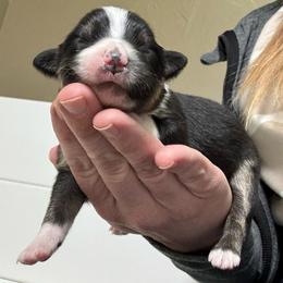 Cozy - Black tri female Miniature American Shepherd puppy in Tonasket, Washington from V5 Aussies