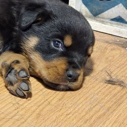 Dove - Black and mahogany male Rottweiler puppy in Tangent, Oregon from Raya's Royals